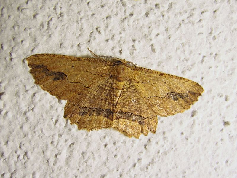 Menophra abruptaria (Geometridae)